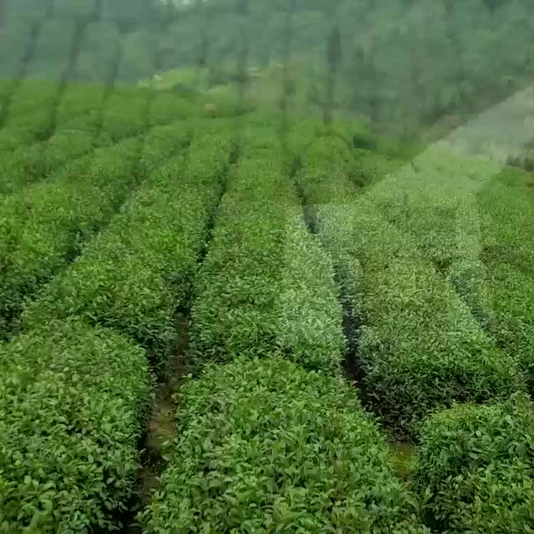 organic_mingqian_longjing_m.jpg